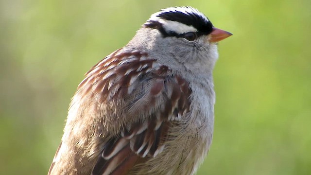 White-crowned Sparrow (oriantha) - ML652253355