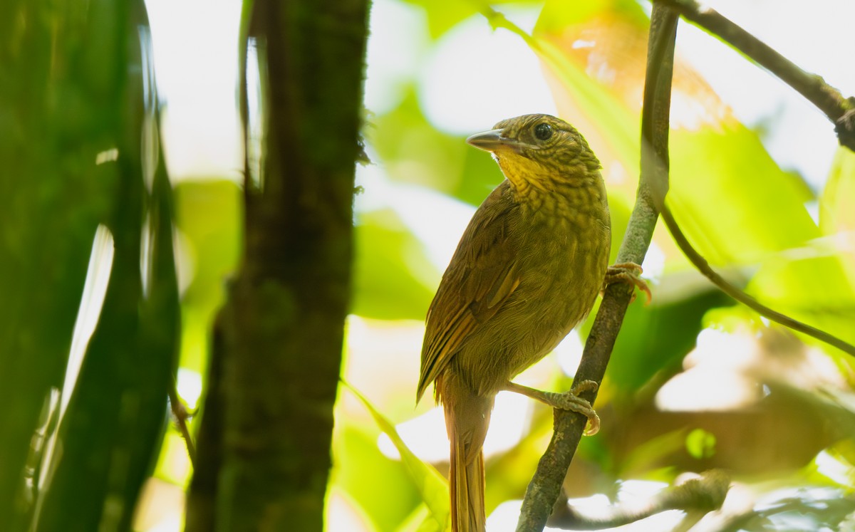 Western Woodhaunter - ML652253898