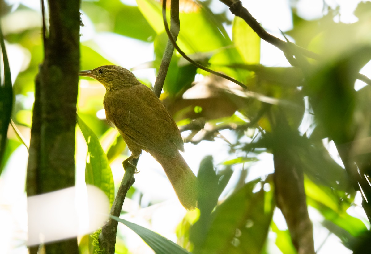 Western Woodhaunter - ML652253900