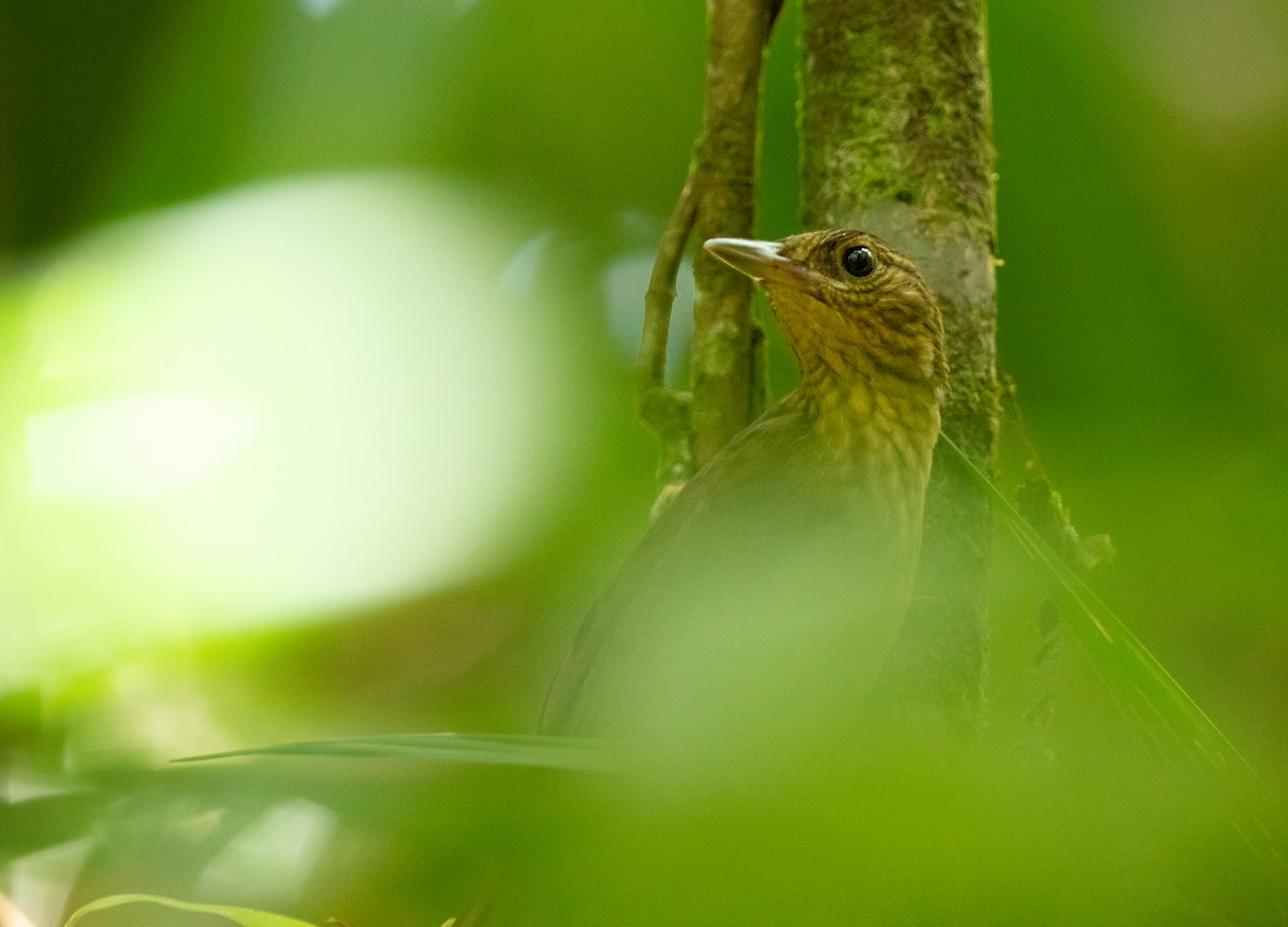 Western Woodhaunter - ML652253901