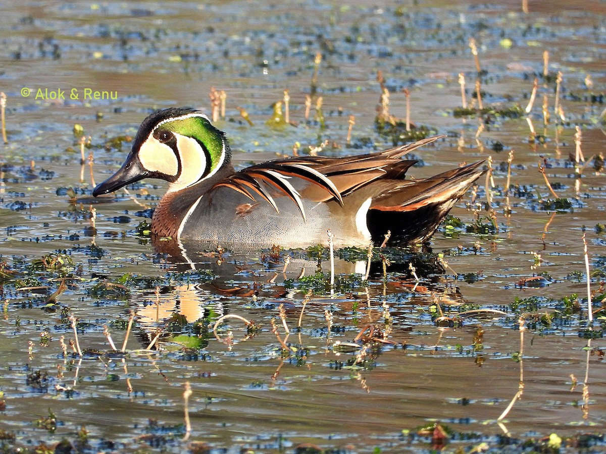 gulkinnand - ML652254063