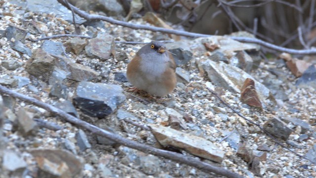 Baird's Junco - ML652254068
