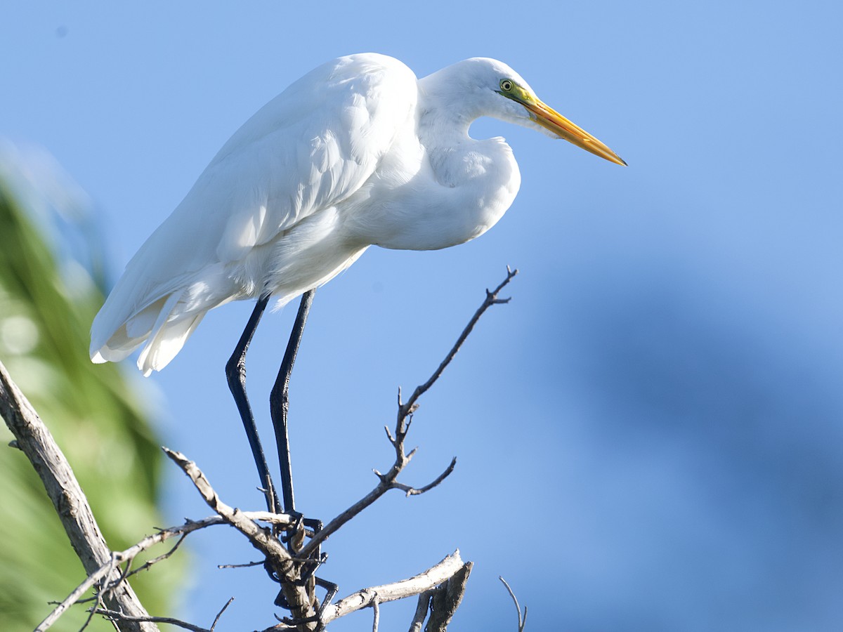 중대백로 - ML652254186