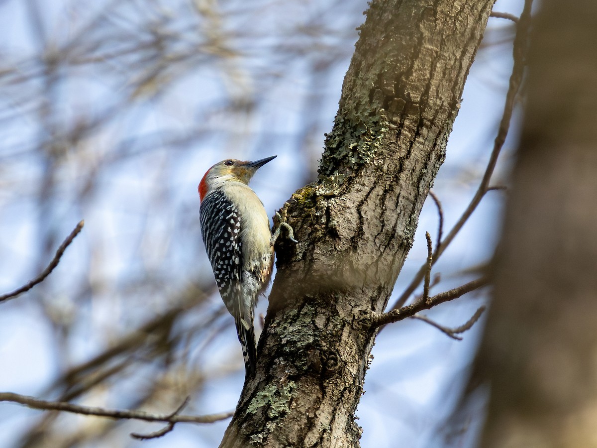 Red-bellied Woodpecker - ML652254674