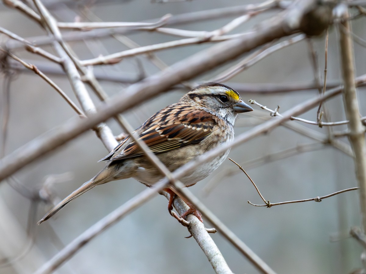 White-throated Sparrow - ML652254694