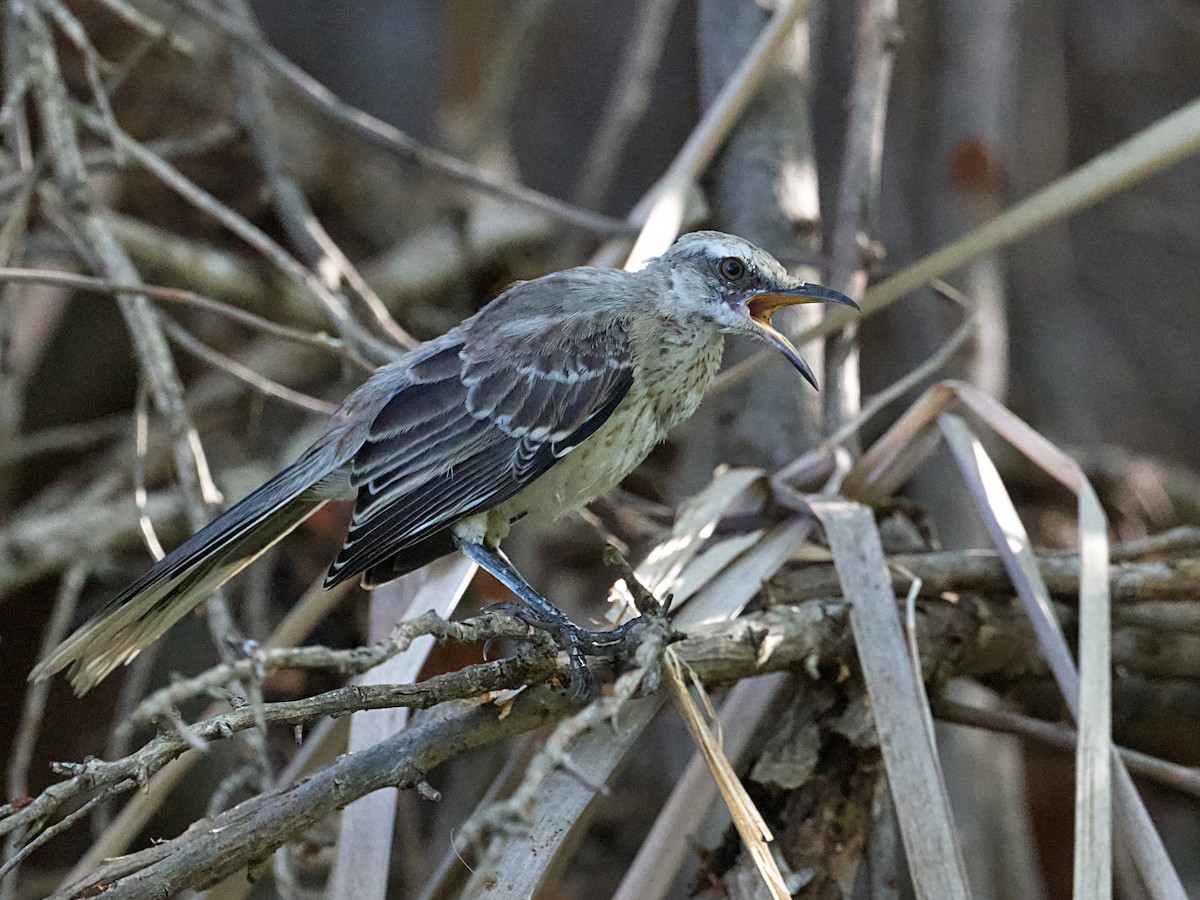 Tropical Mockingbird - ML652255045