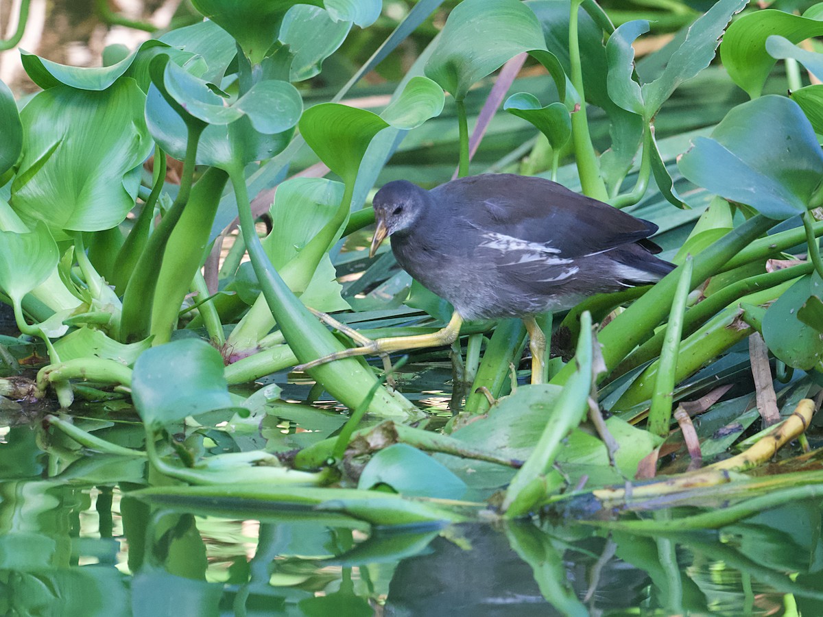 Common Gallinule - ML652255090
