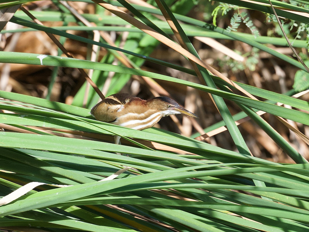 Least Bittern - ML652255244