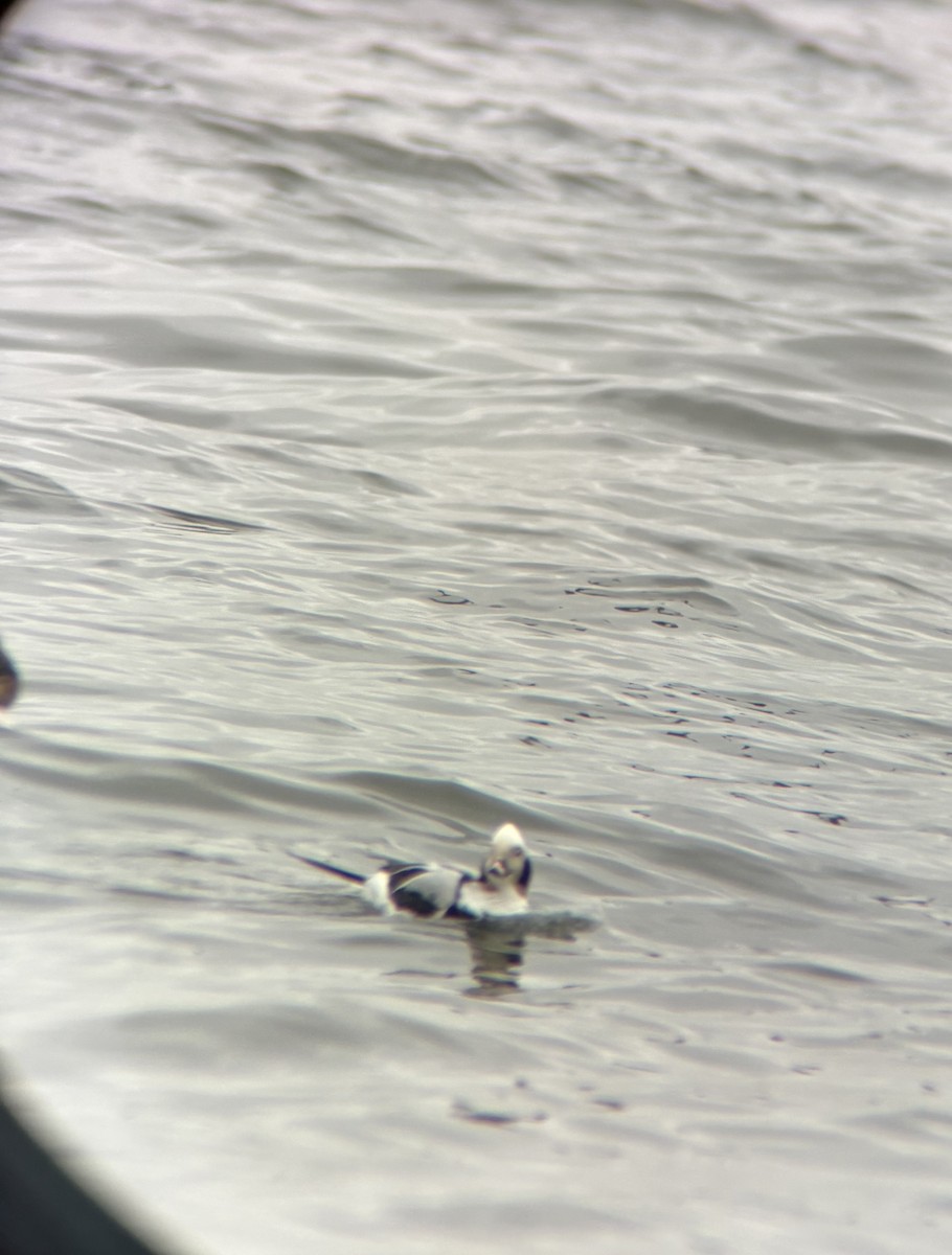 Long-tailed Duck - ML652255252
