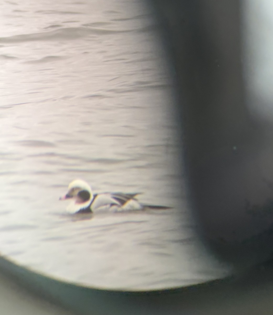 Long-tailed Duck - ML652255253