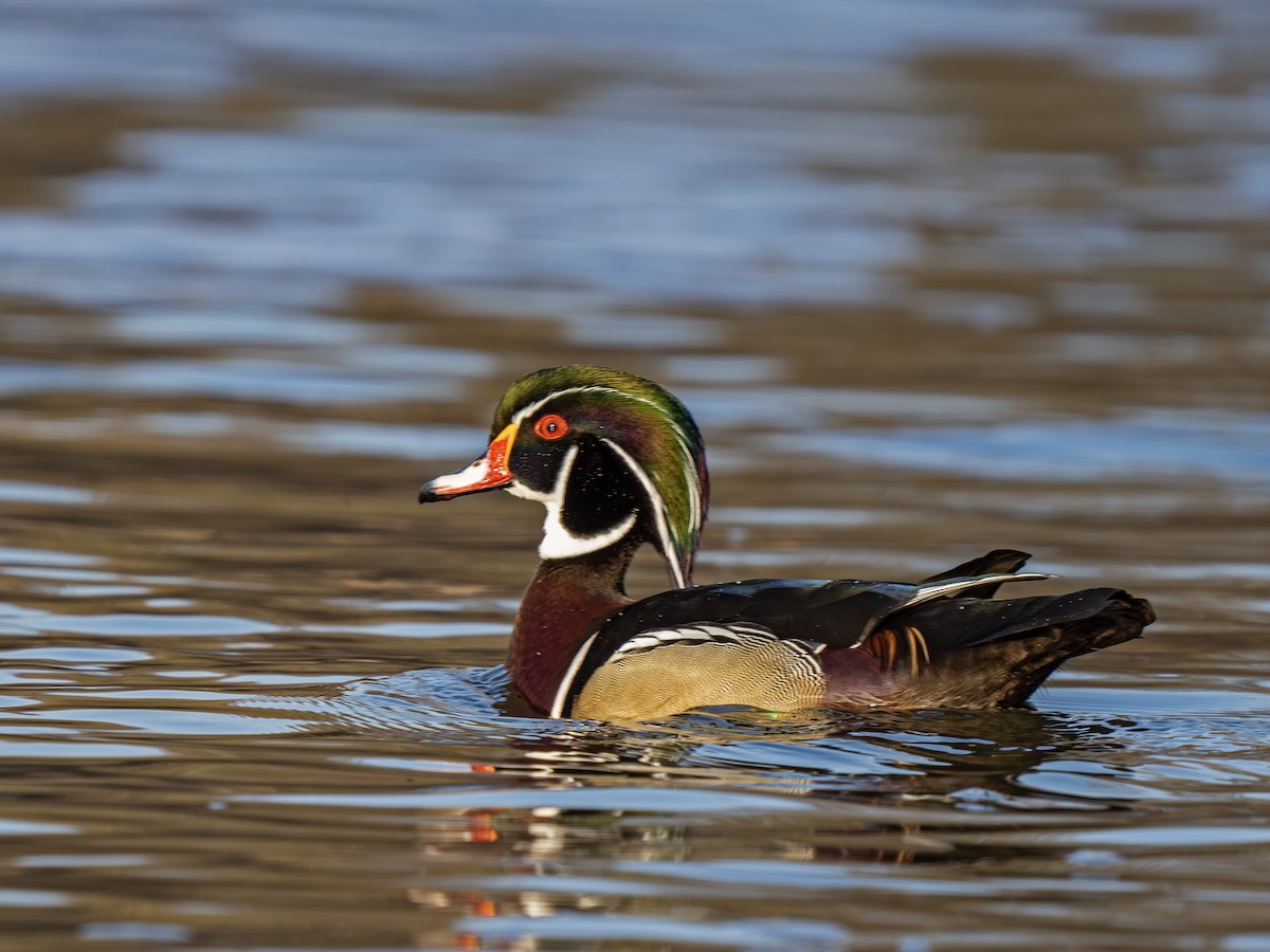 Wood Duck - ML652255548