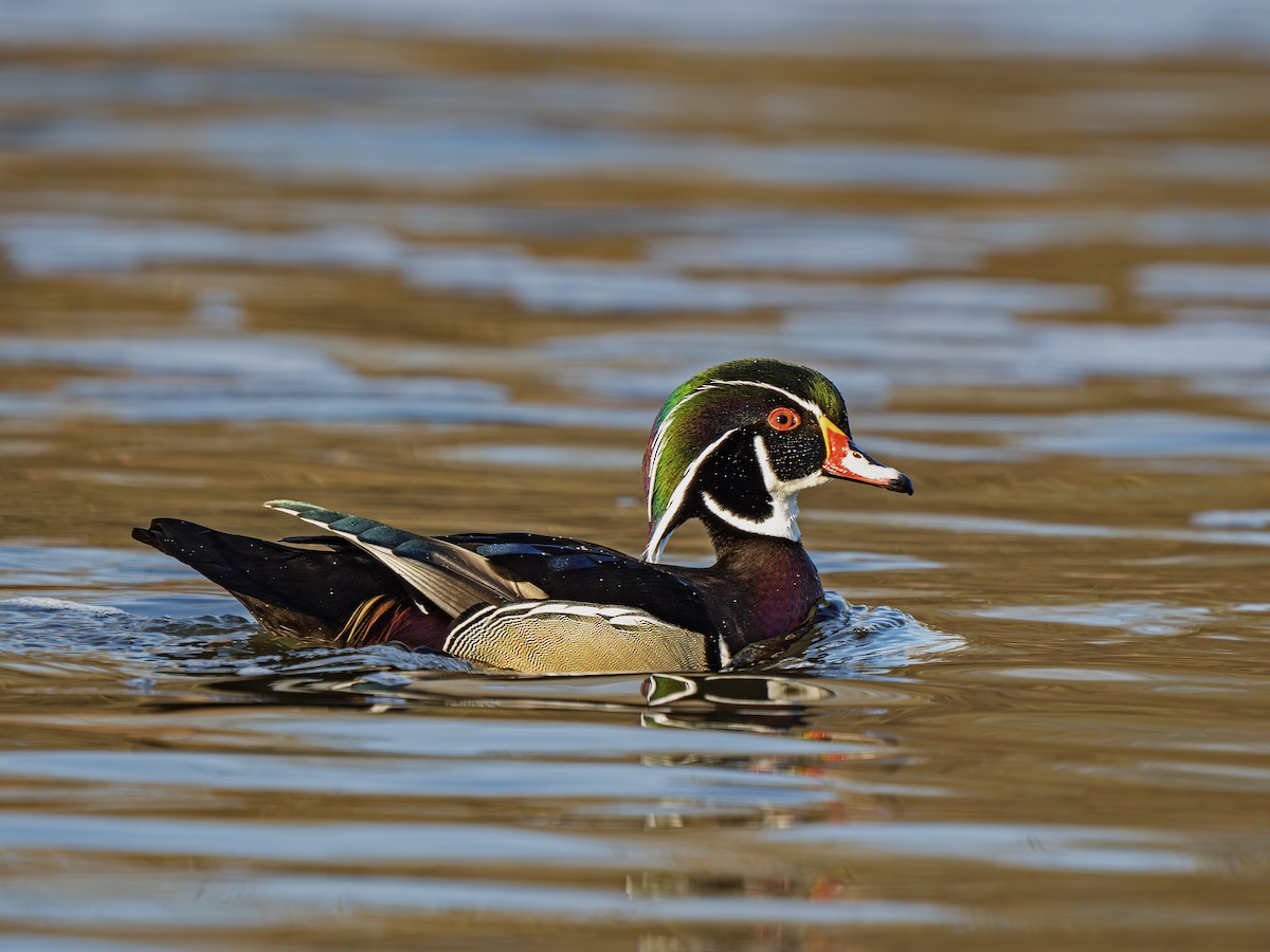 Wood Duck - ML652255549