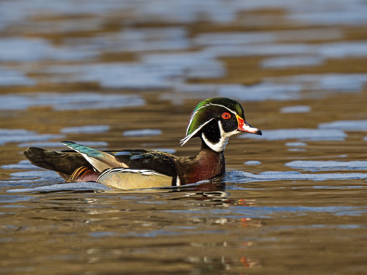 Wood Duck - ML652255550