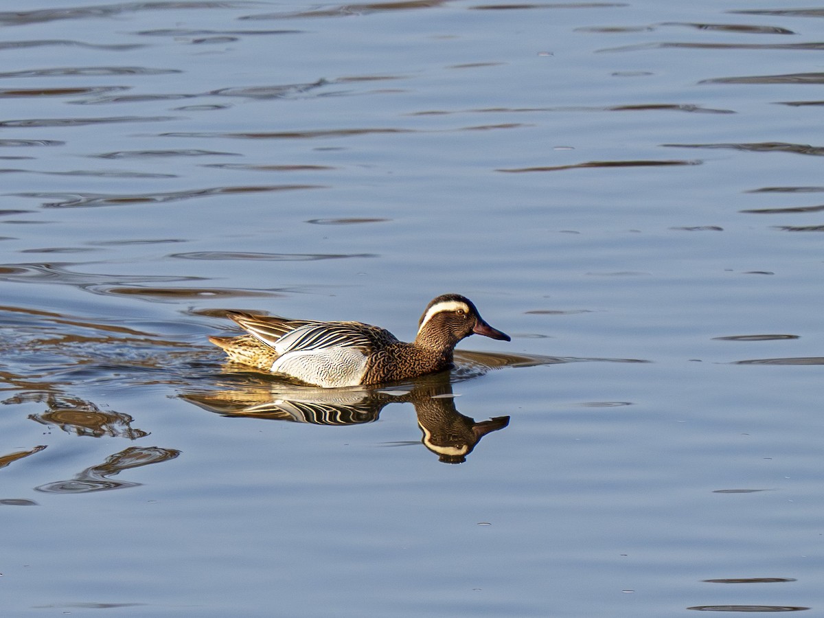 Garganey - ML652255557