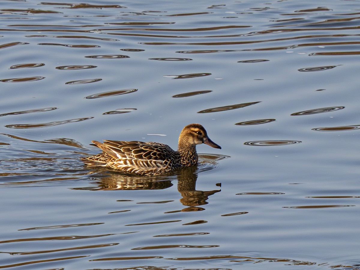 Garganey - ML652255558
