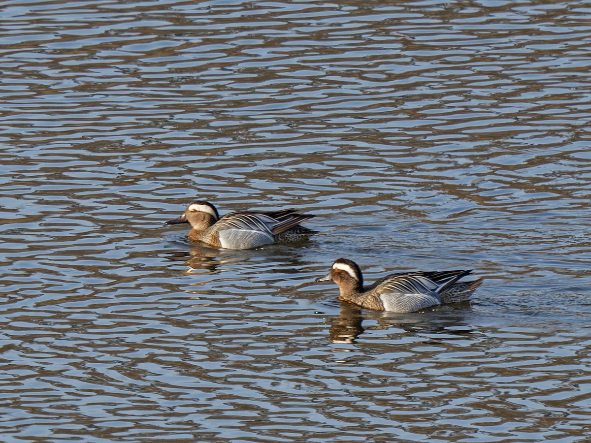 Garganey - ML652255559