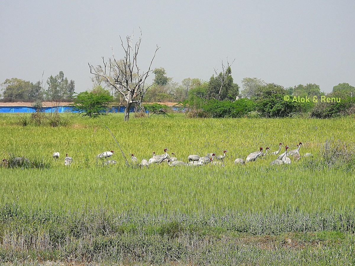 sarustrane - ML652255563