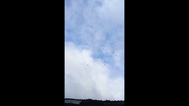 Black Vulture - ML652255807