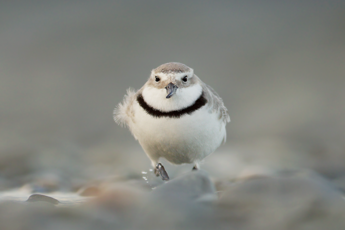 Wrybill - ML652256309