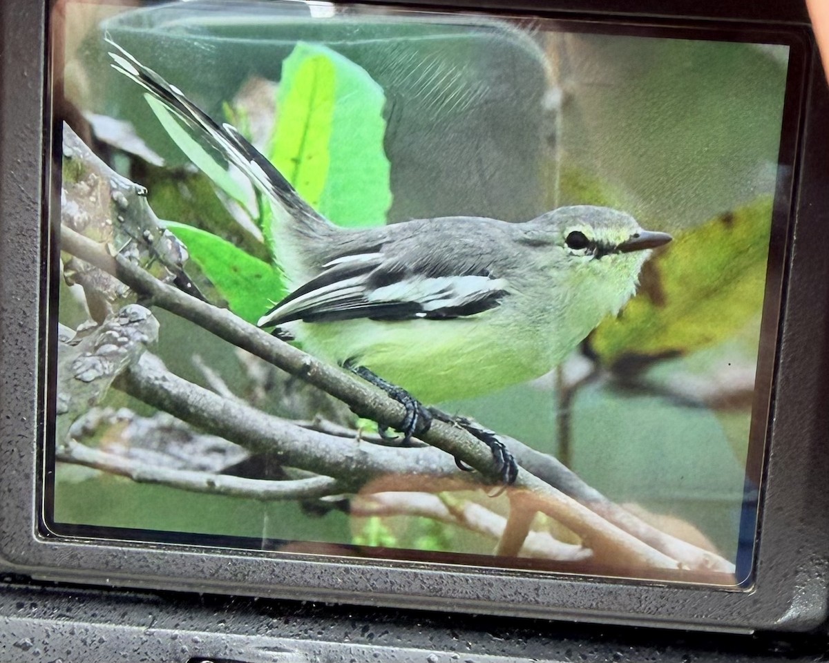 Küçük Kuyruksallayan Tiranı - ML652256584