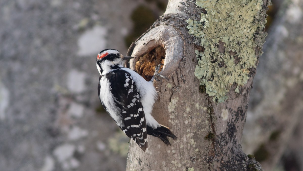 Pic chevelu - ML652256924