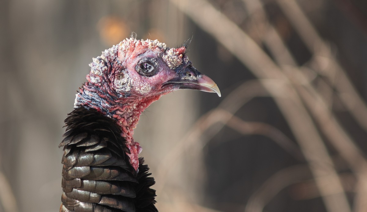 Dindon sauvage - ML652256926