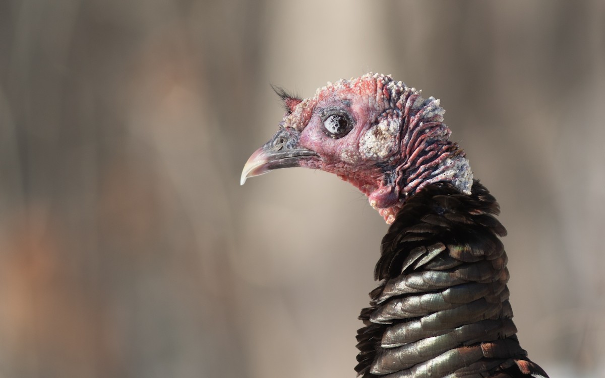 Dindon sauvage - ML652256927