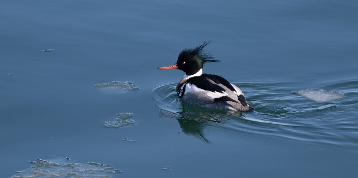 Harle huppé - ML652257017