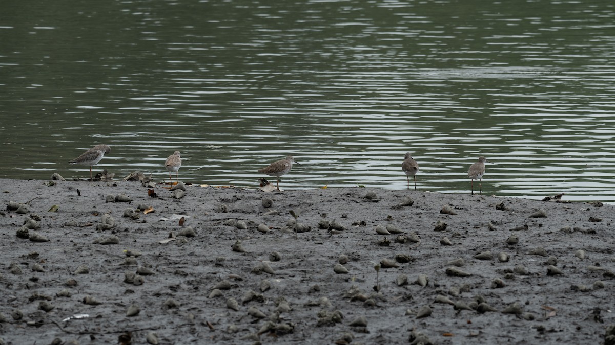 rødstilk - ML652257038