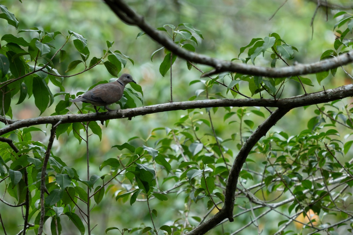 gråhodedue - ML652257103