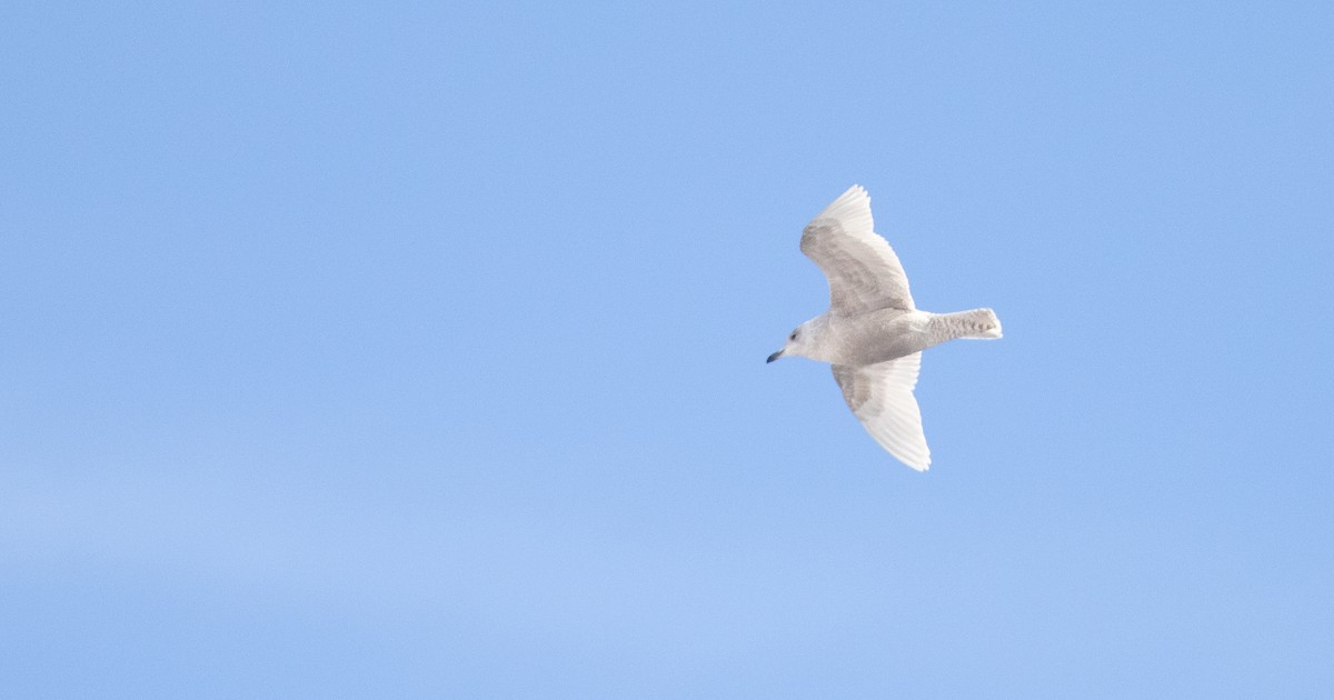 Goéland arctique (kumlieni) - ML652257105