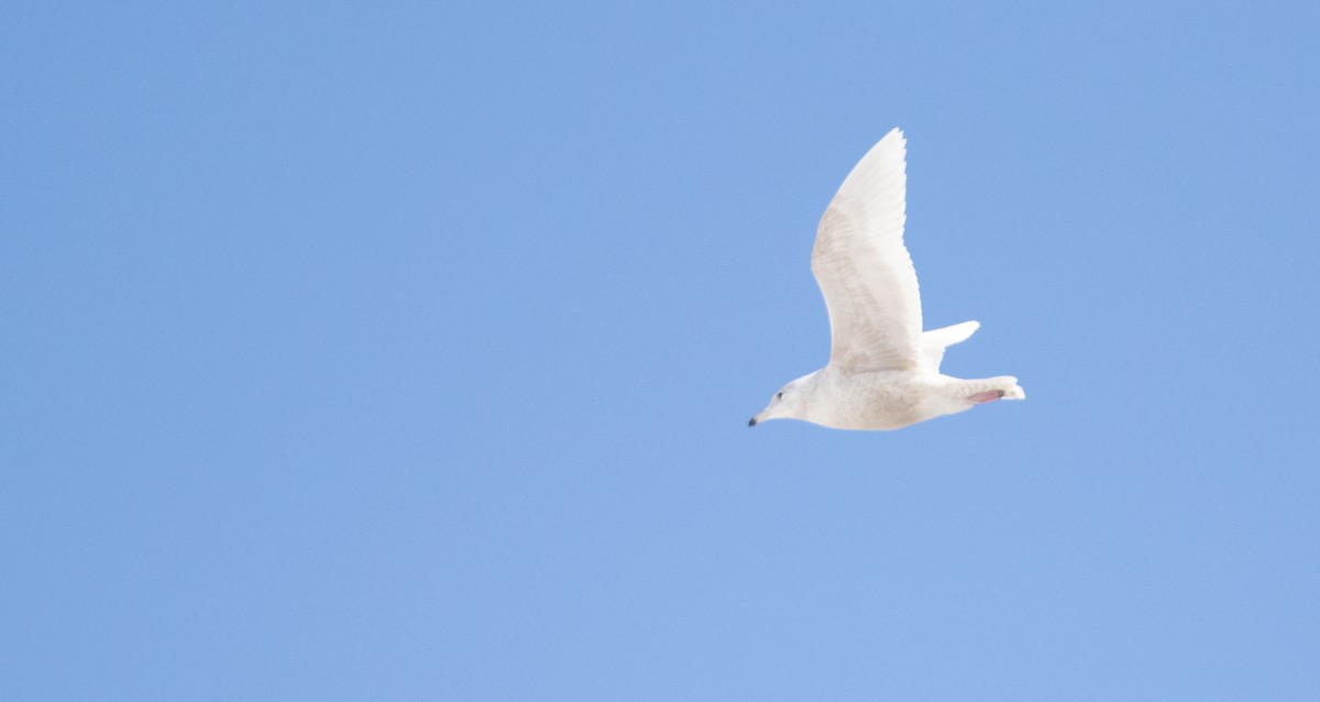 Goéland bourgmestre - ML652257109