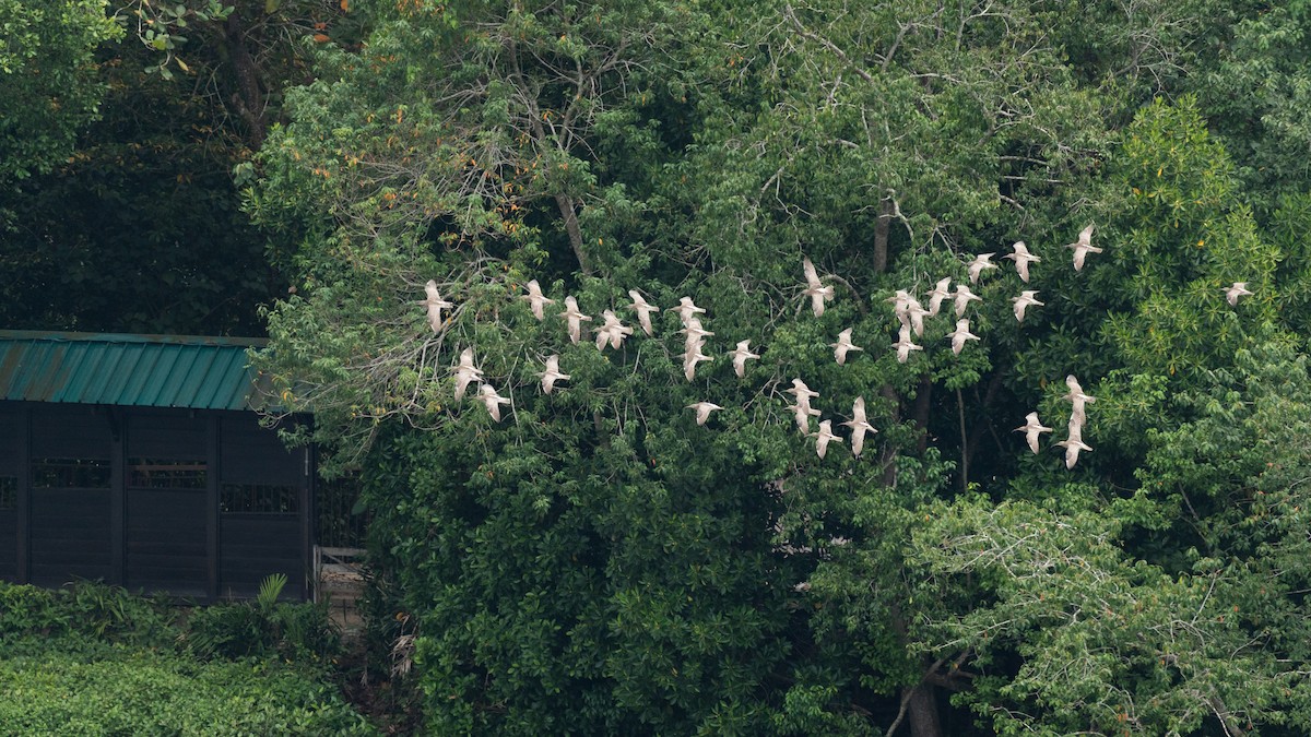 småspove - ML652257130