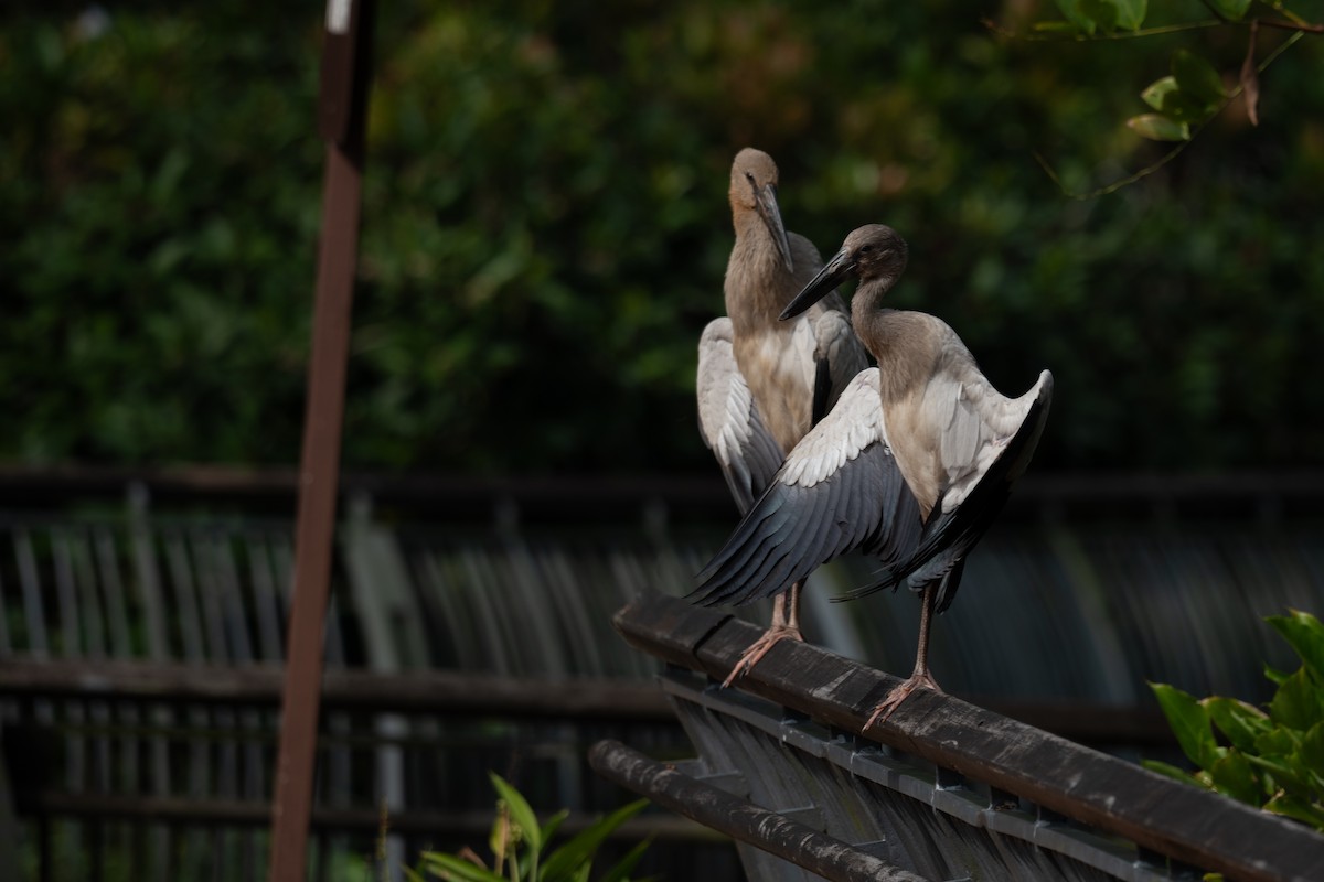 asiagapenebb - ML652257140