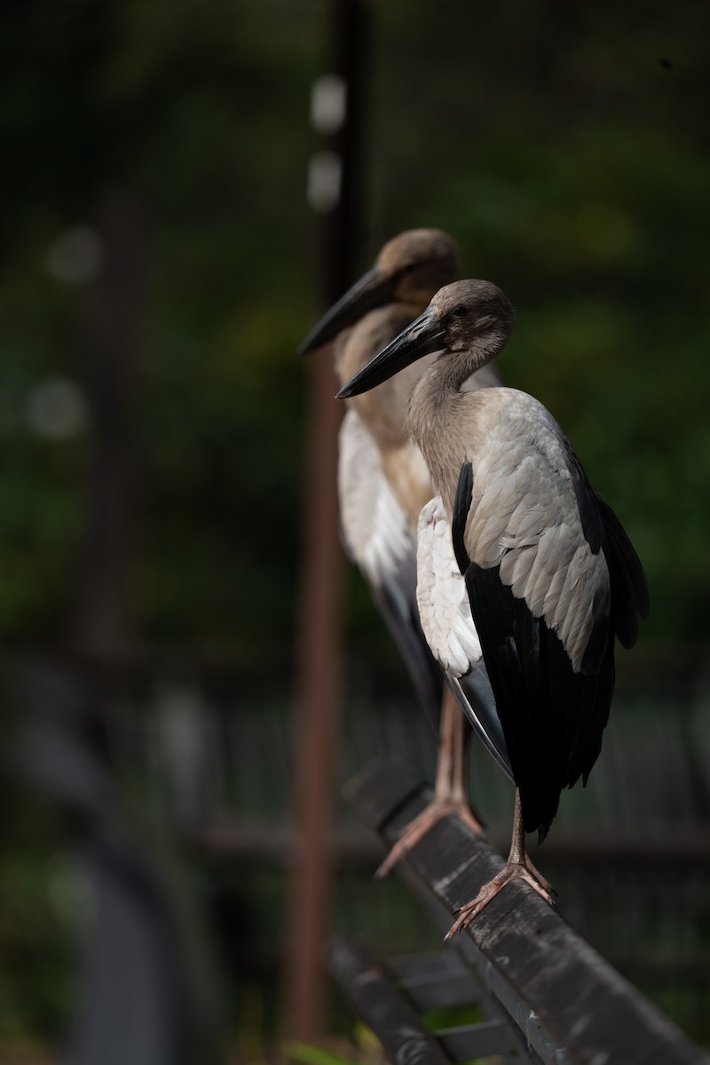 asiagapenebb - ML652257141