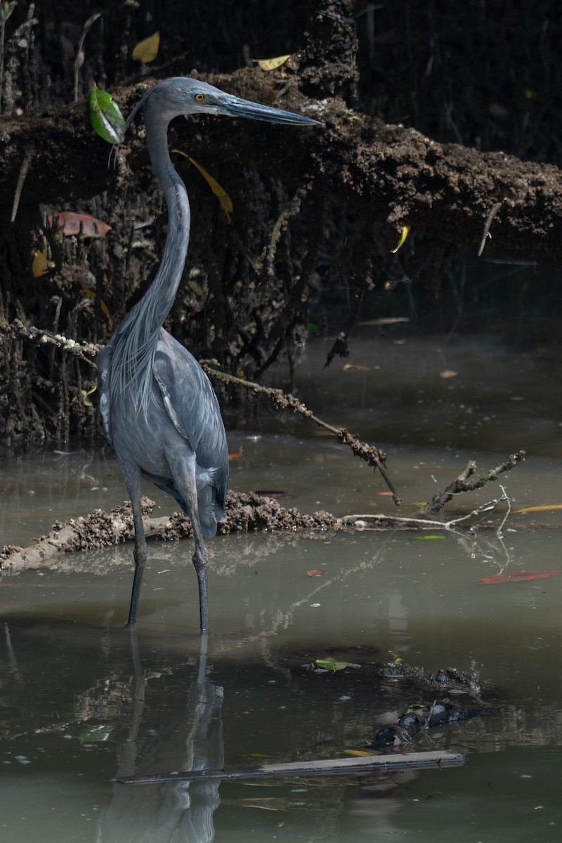 sotvingehegre - ML652257209