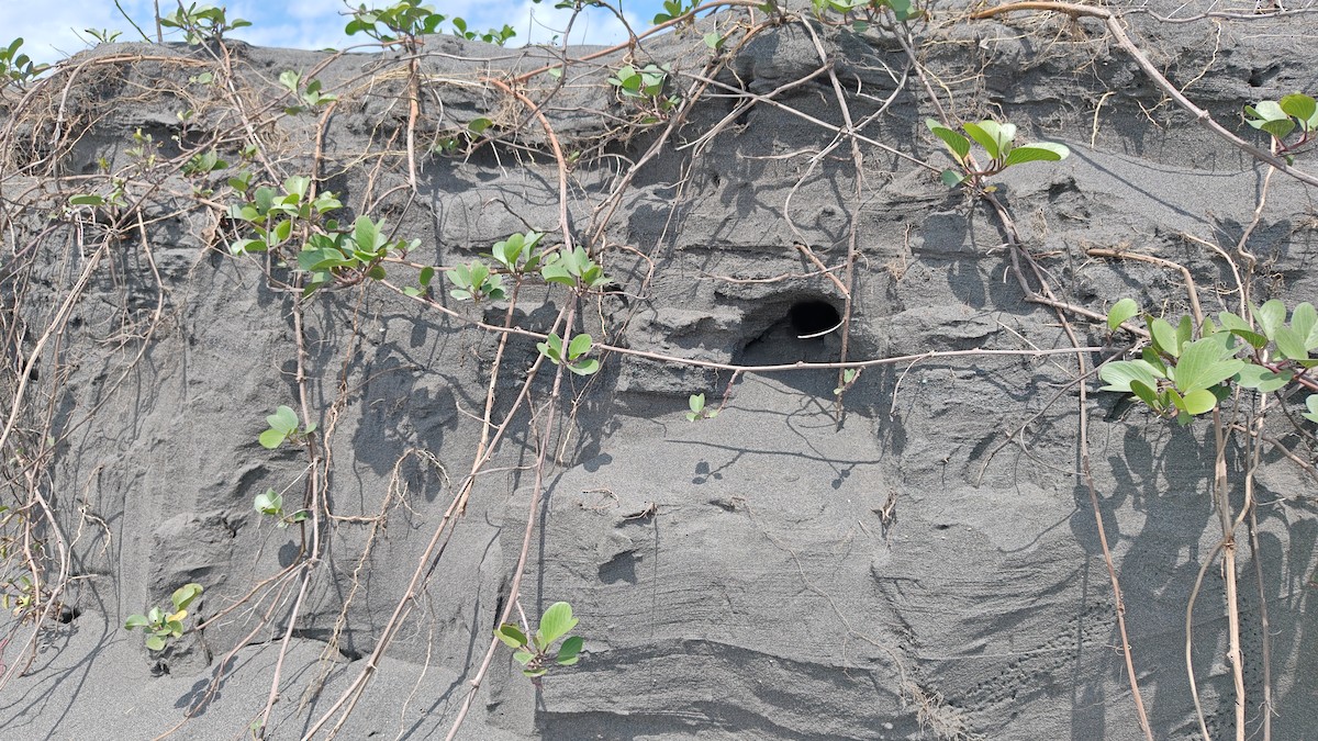 Gray-throated Martin - ML652257263