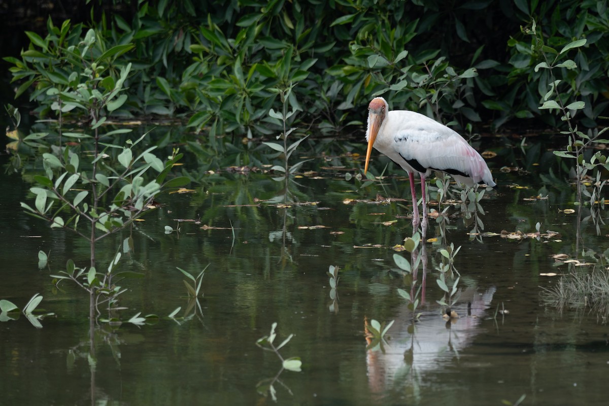 malaystork - ML652257264