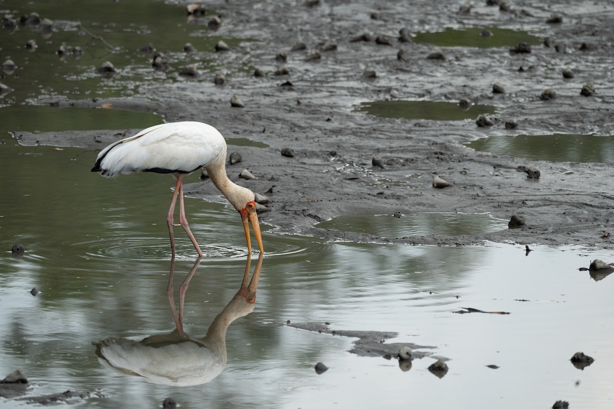 malaystork - ML652257266