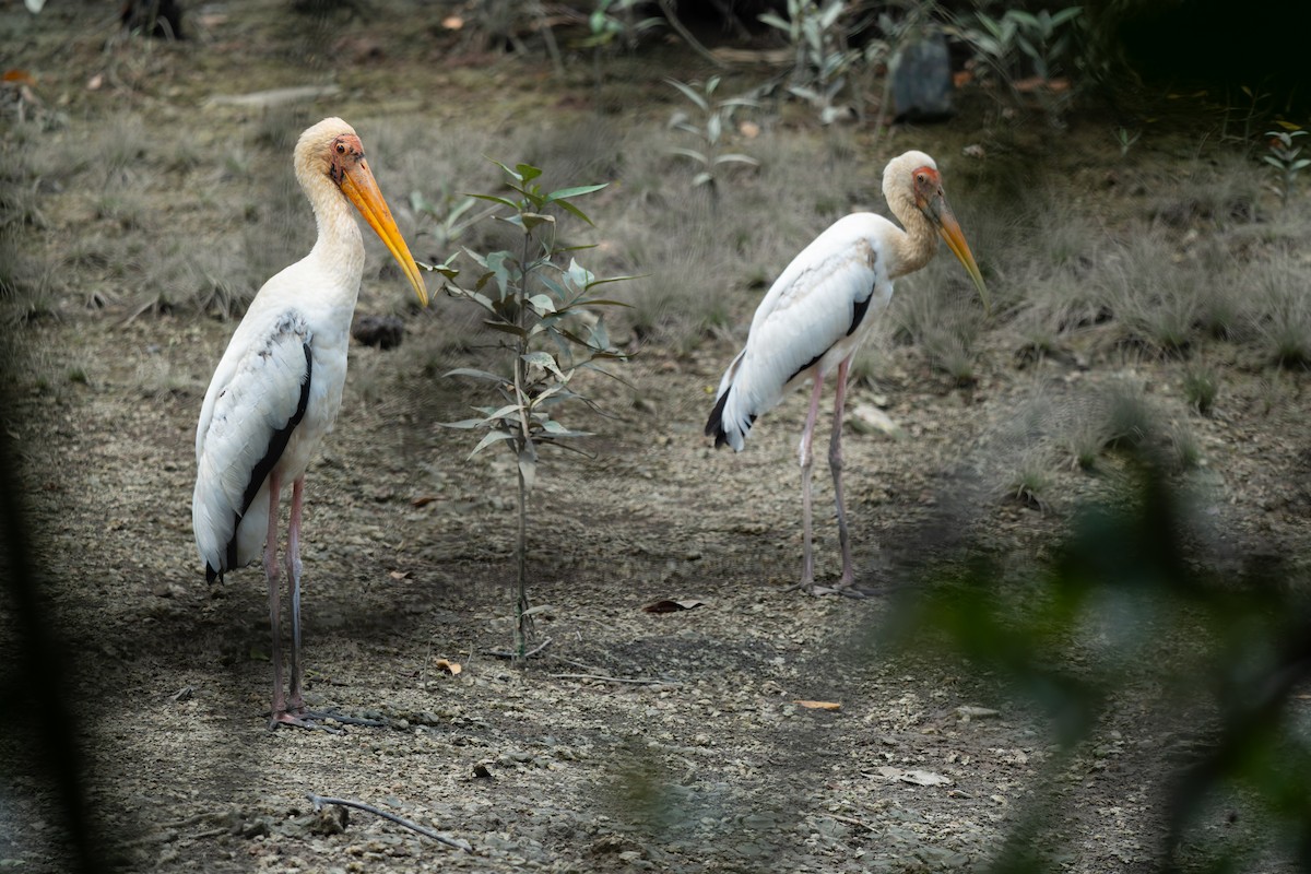 malaystork - ML652257267