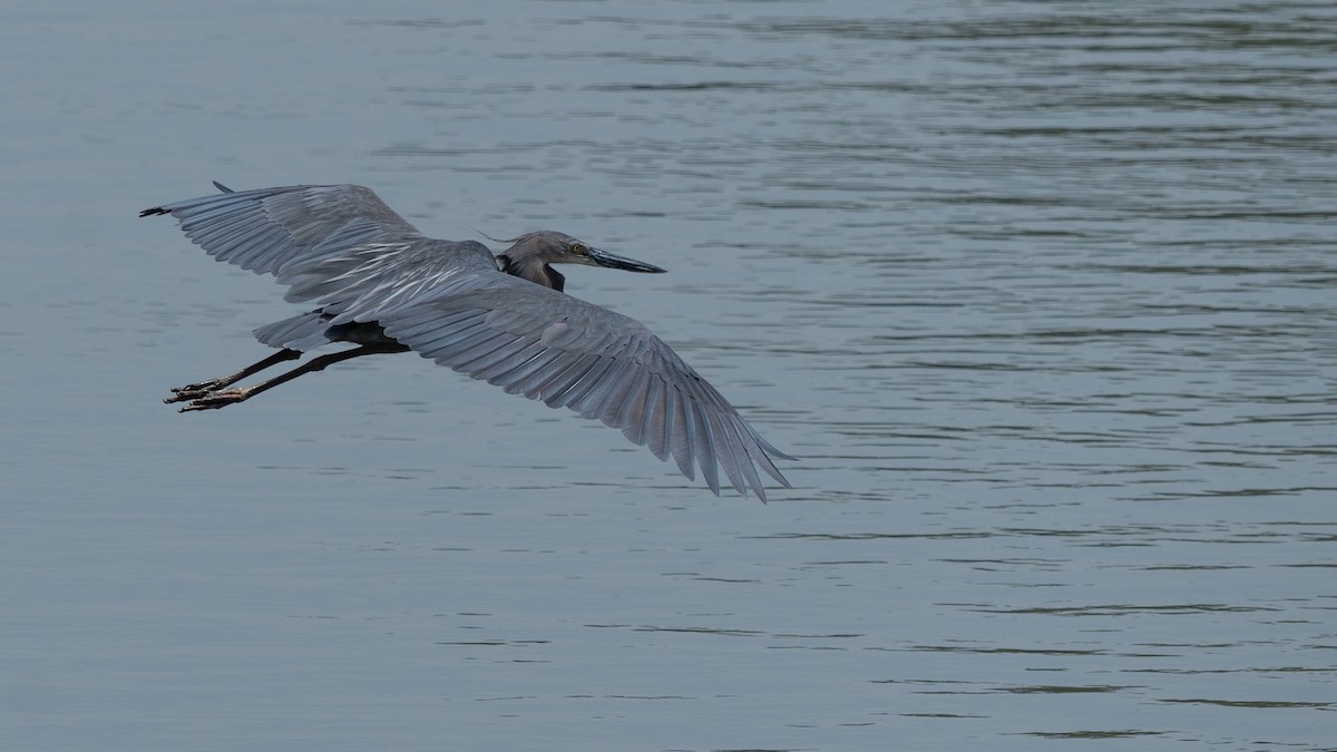 sotvingehegre - ML652257274