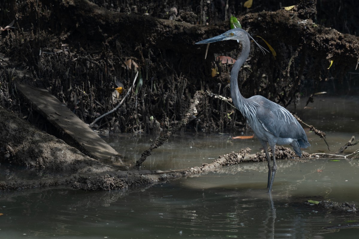 sotvingehegre - ML652257276