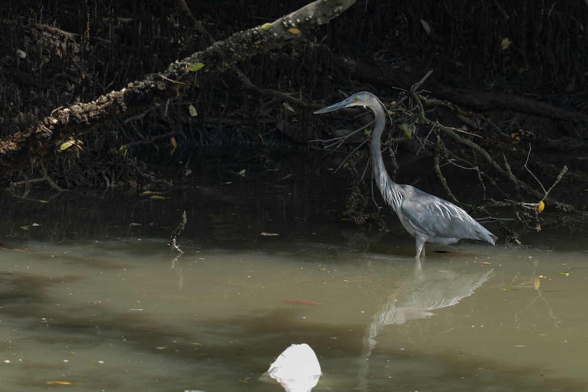 sotvingehegre - ML652257277