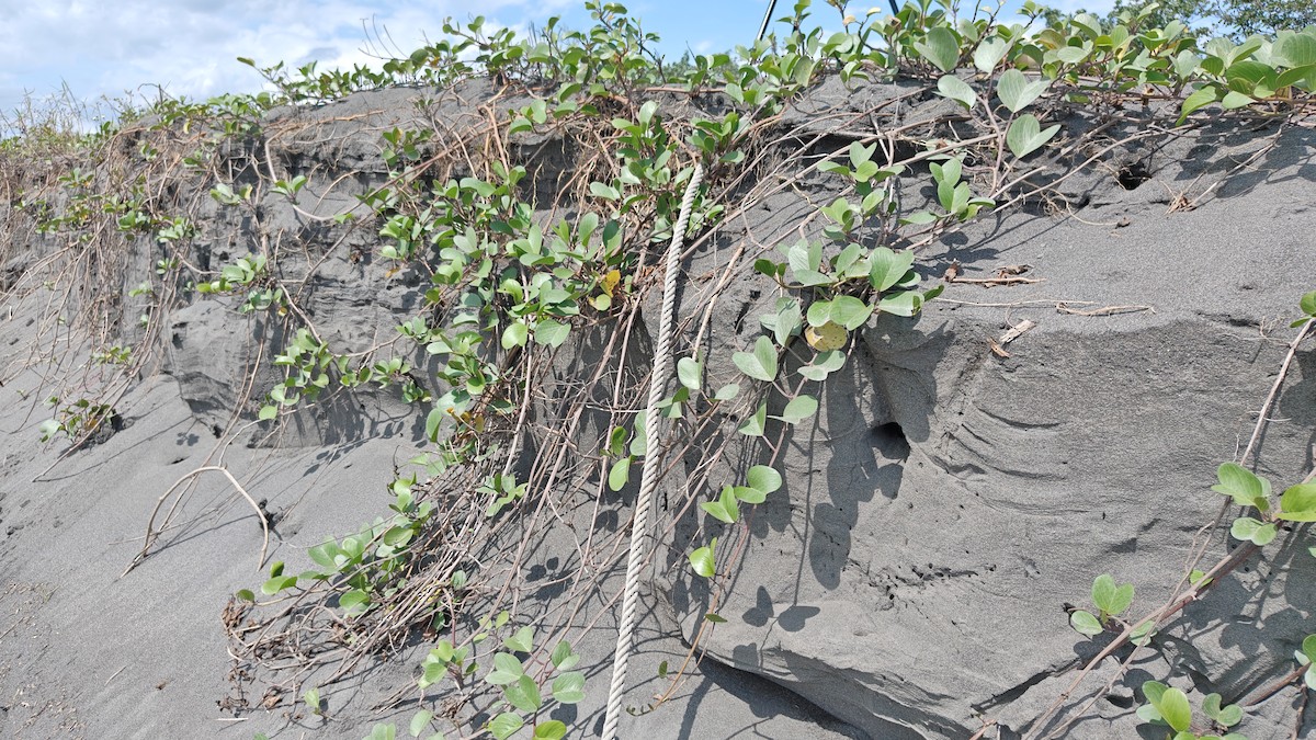 Gray-throated Martin - ML652257284