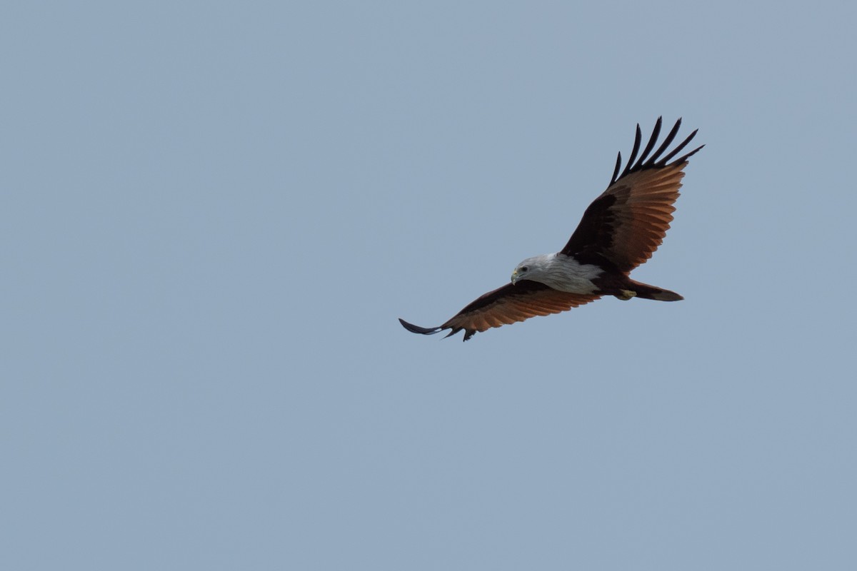 braminglente - ML652257291