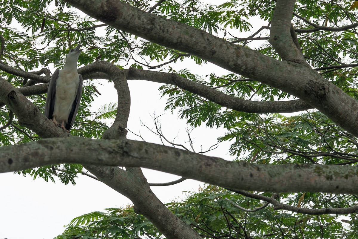 hvitbukhavørn - ML652257296