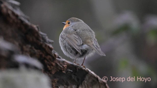 Petirrojo Europeo - ML652257300