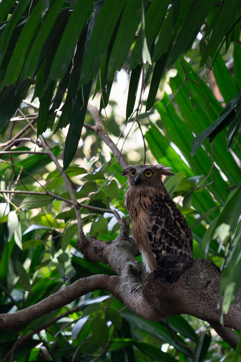 malayfiskeugle - ML652257306