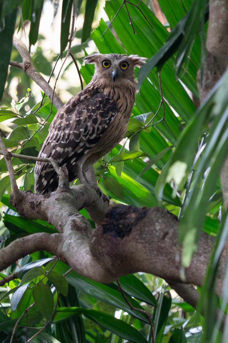 malayfiskeugle - ML652257307