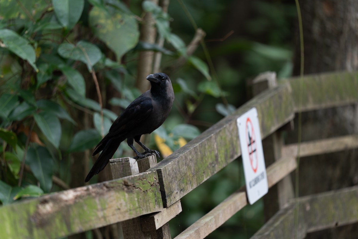 huskråke - ML652257326